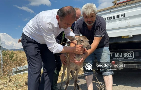 Su Kanalına Düşen Karaca Kurtarıldı