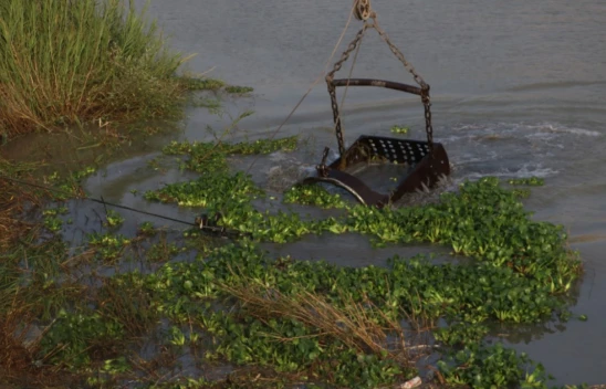 Su Sümbülleri Asi Nehri'ni Kapladı