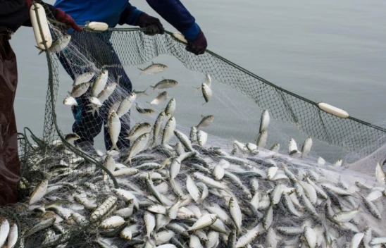 Su Ürünleri İhracatı 1,7 Milyar Dolara Ulaştı