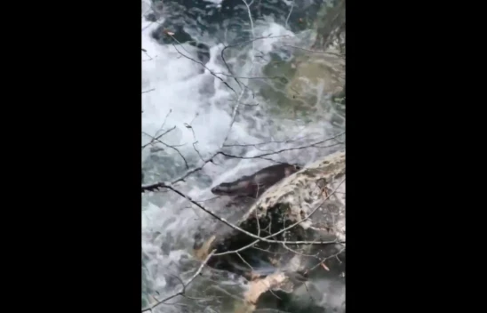 Tarım ve Orman Bakanı Yumaklı: 'Kastamonu'nun Bu Seferki Sürprizi 'Su Samuru' Oldu'