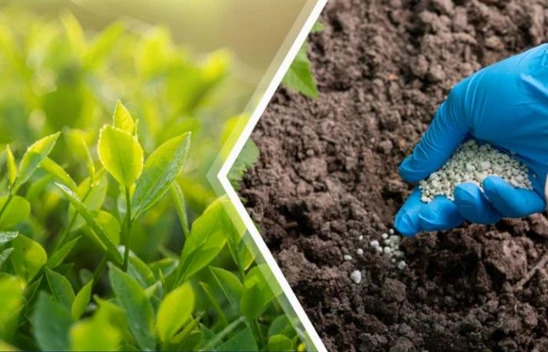 Tarımsal Destekler Hesaplara Aktarıldı