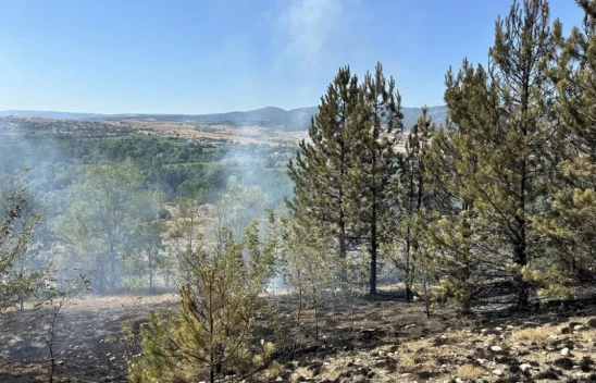 Tarlada Çıkan Yangın Ormana Sıçradı
