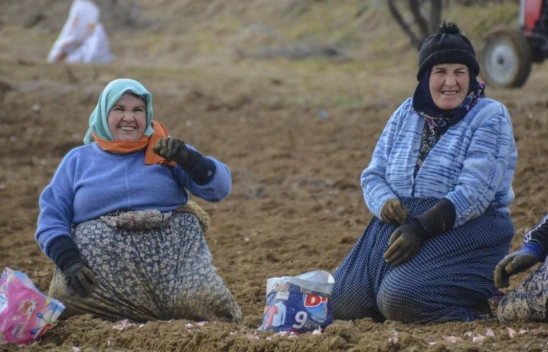 Taşköprü Sarımsağı Toprakla Buluştu