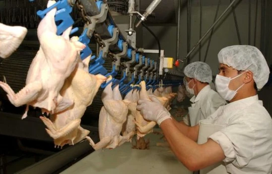 Tavuk Eti Üretimi 191 Bin 454 Ton Oldu