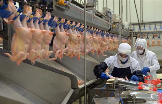 Tavuk Eti Üretimi 201 Bin 680 Ton Oldu