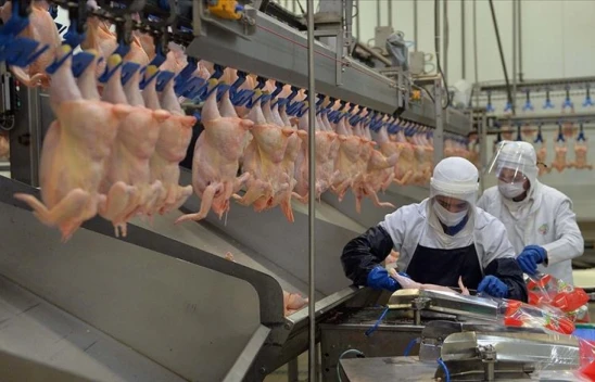 Tavuk Eti Üretimi 202 Bin 143 Ton Oldu