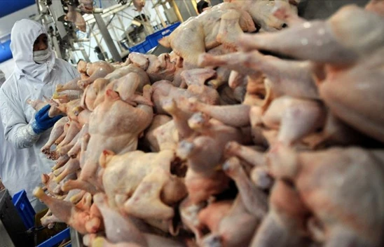 Tavuk Eti Üretimi 203 Bin 64 Ton Oldu