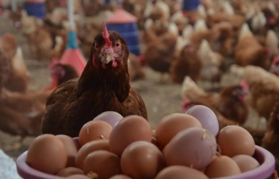 Tavuk Eti Üretimi 204 Bin 65 Ton Oldu