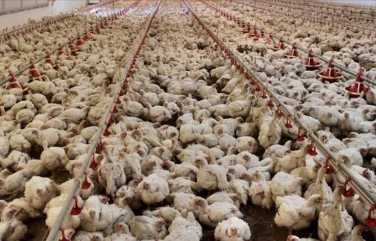 Tavuk Eti Üretimi 237 Bin 567 Ton Oldu