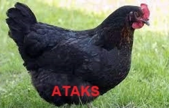 Tavuk Ve Civciv Dağıtımı Yapılacak