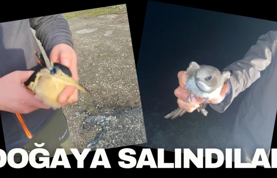 Tedavilerin Ardından Doğaya Salındılar