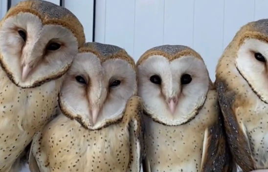 Tedavisi Tamamlanan 4 Baykuş Doğaya Salındı