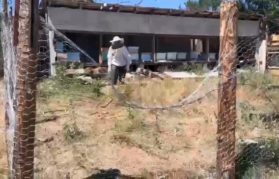 Tel örgülü önlem ayıları durduramadı