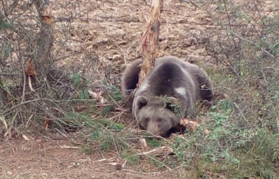 Tellere Takılan Ayı Kurtarıldı