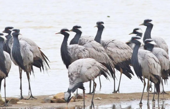 Telli Turnalar Görüntülendi