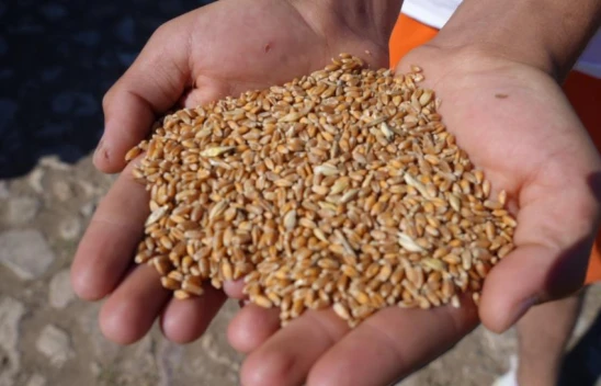 Tohum Destek Başvurularının Bitmesine Sayılı Günler Kaldı