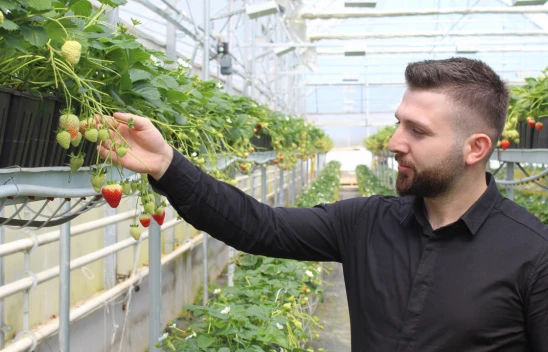 Topraksız çilek Sinop'ta Avrupa'ya ihraç ediliyor