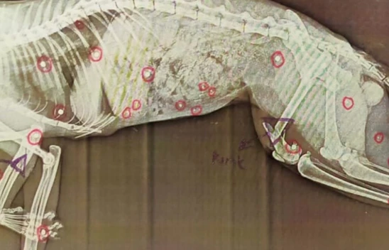 Tüfekle Komşusunun Kedisini Öldürdü, 'Pişmanım' Dedi