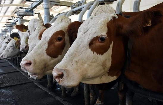 TÜİK İnek Sütü Miktarını Açıkladı
