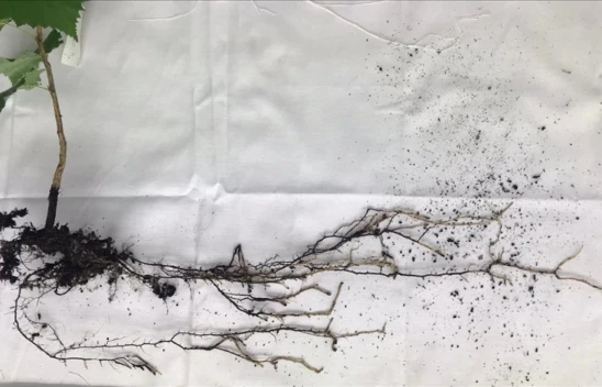 Türk Fındığı Aynı Genetik Özelliklerde Üretildi