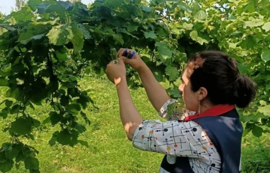 Türkeli'de Samuray Arısı Doğaya Salındı