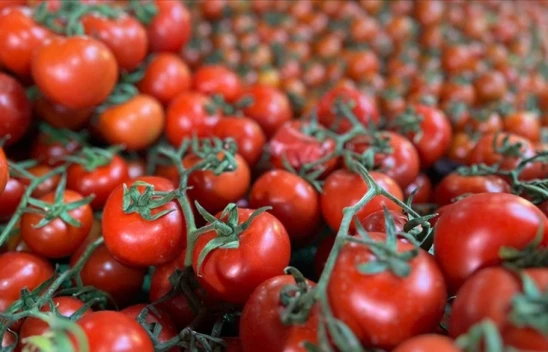 Türkiye'den 401 Milyon Dolarlık Domates İhraç Edildi