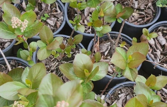 Ücretsiz Destek Sağlanacak