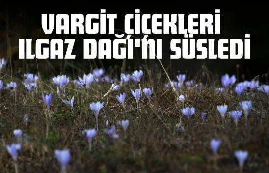 Vargit Çiçekleri Ilgaz Dağı'nı Süsledi