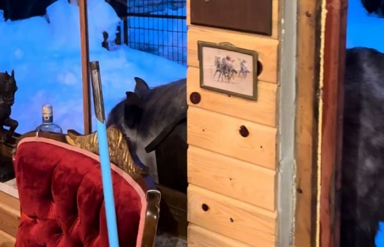 Yabani Yılkı Atları Evine Kadar Geldi!