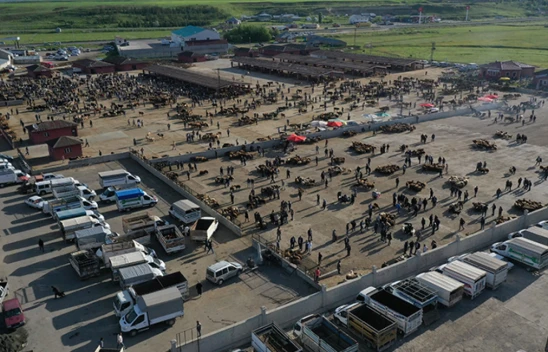 Yaklaşık 80 Bin Kurbanlık Sevk Edildi