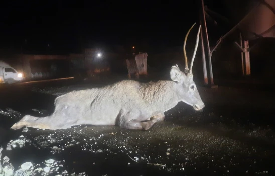 Yaralanan Geyik Kurtarılamadı