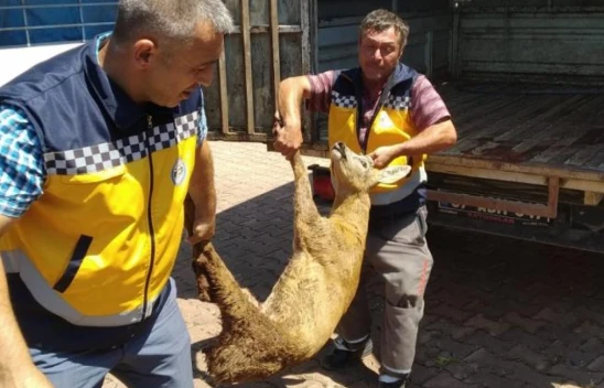 Yaralı karaca tedavi altına alındı