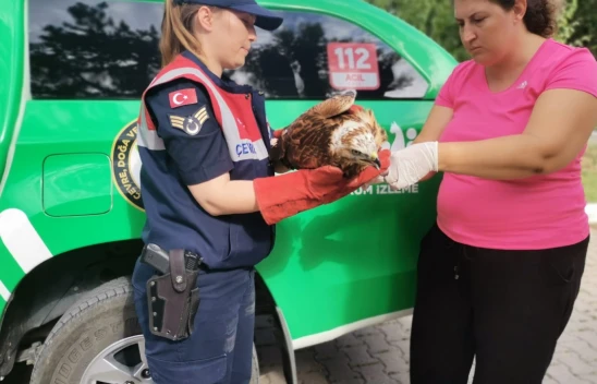 Yaralı şahin tedavi altına alındı
