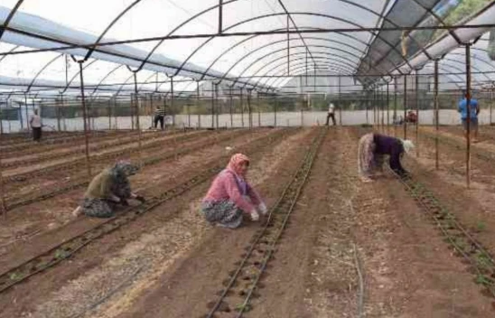 Yaz Kış Sebze Üretimi Projesi uygulanmaya başladı