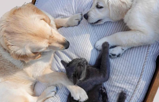 Yaz Sıcağında Onları Böyle Koruyun!