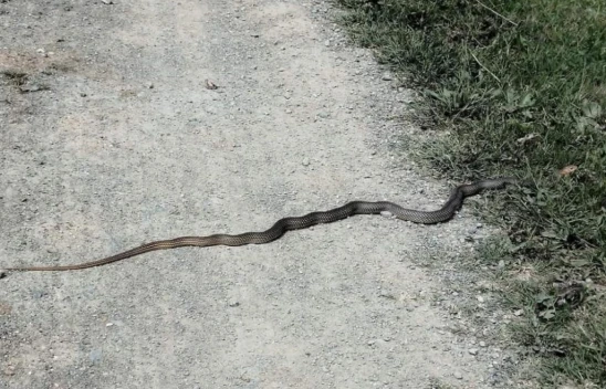 Yılanlar Tedirgin Ediyor