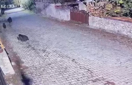 Yiyecek Arayan Ayılar Güvenlik Kamerasına Yansıdı