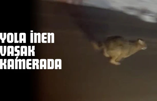 Yola İnen Vaşak Kamerada