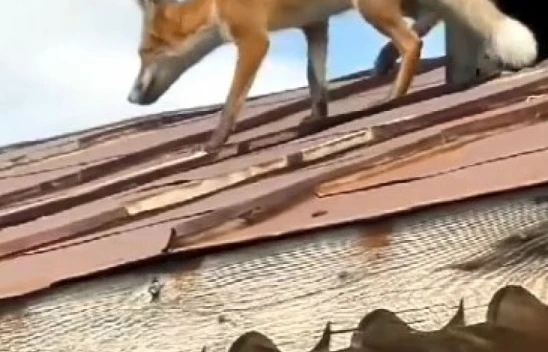 Yolunu Şaşıran Tilki Çatıya Çıktı