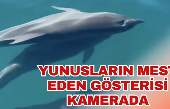 Yunusların Mest Eden Gösterisi Kamerada
