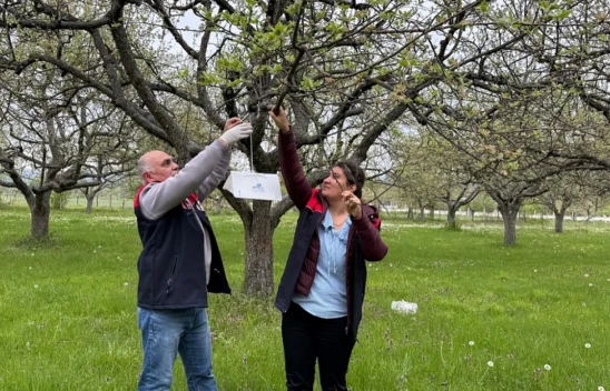 Zararı Azaltmak İçin Bahçelere Tuzaklar Yerleştirildi!