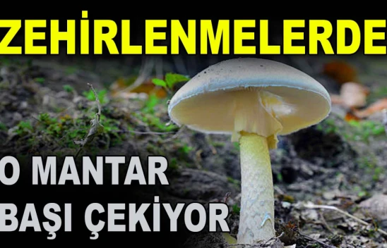 Zehirlenmelerde O Mantar Başı Çekiyor