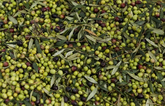 Zeytin Üretimi Rekor Kırdı