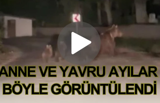 Anne ve Yavru Ayılar Böyle Görüntülendi