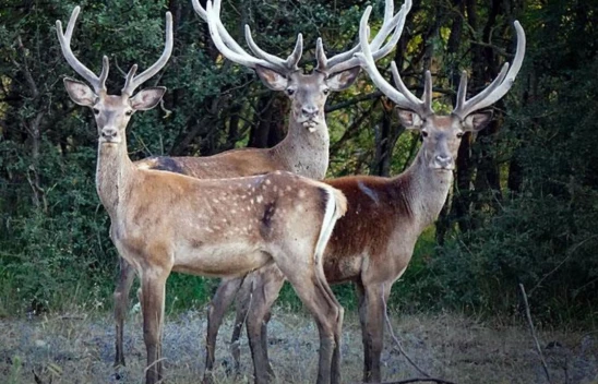 Ilgaz'da Kızıl Geyikler Görüntülendi