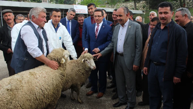 37 çiftçiye 80 koç dağıtıldı