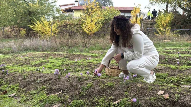 Safranın Kilogramı 600 Bin Liradan Satılacak