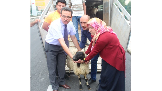 5 genç çiftçiye, 200 küçükbaş