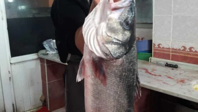 8 kilogramlık levrek yakaladılar