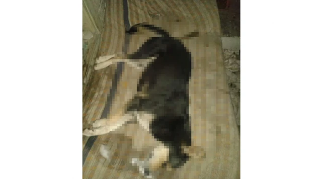 6 köpek katledildi